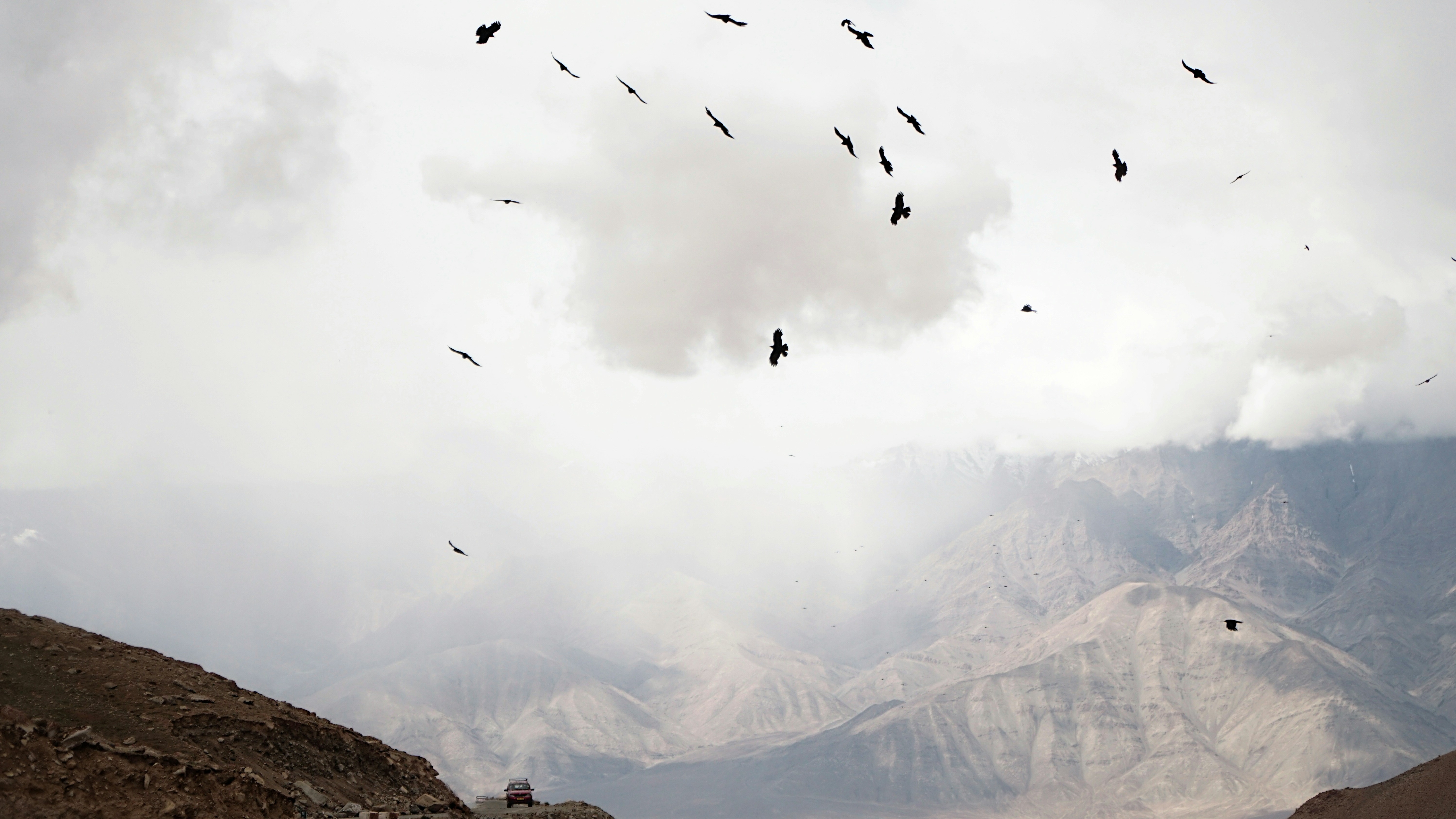 birds flying in the sky