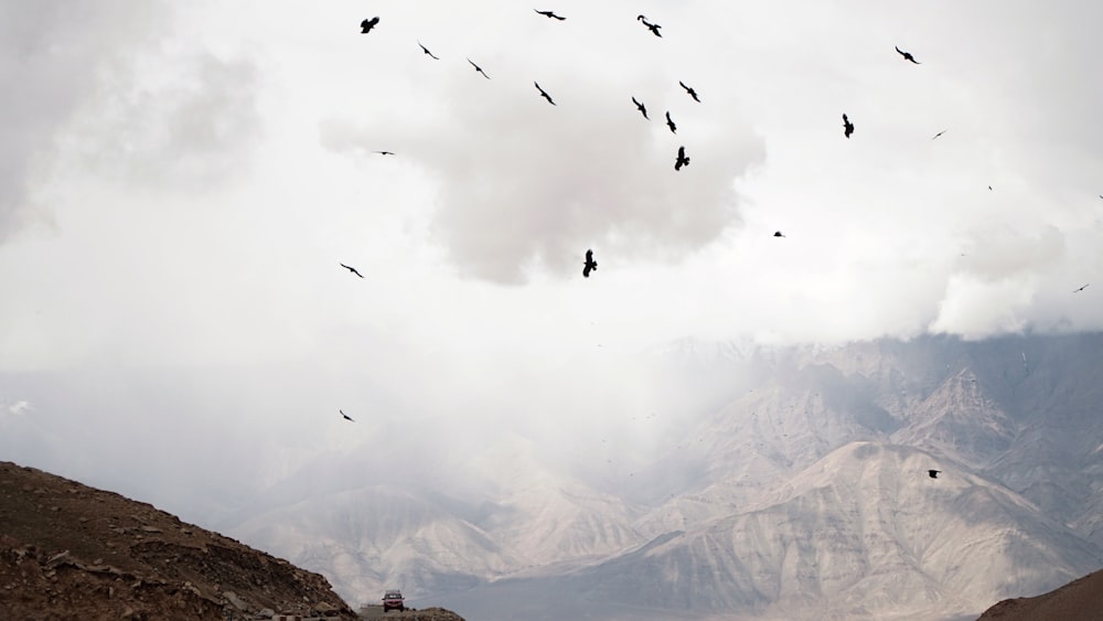 birds flying in the sky