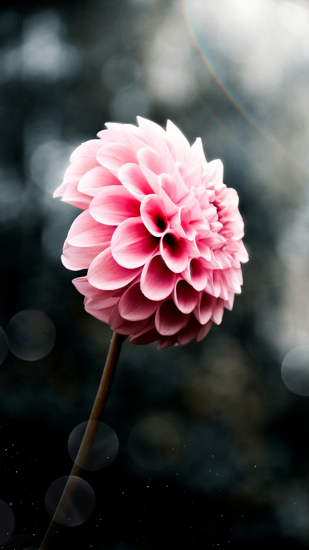a pink flower with a stem