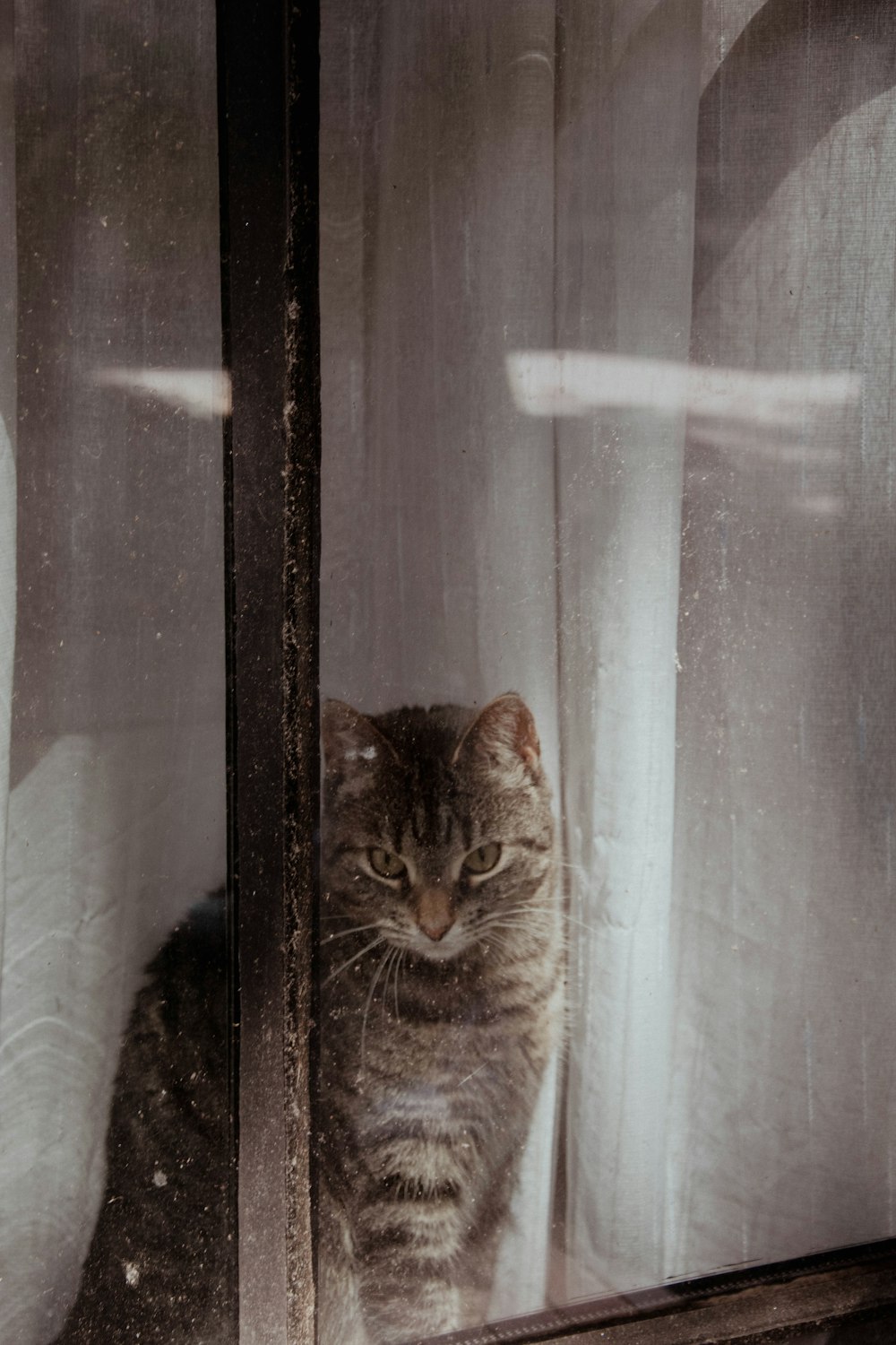 a cat looking through a window