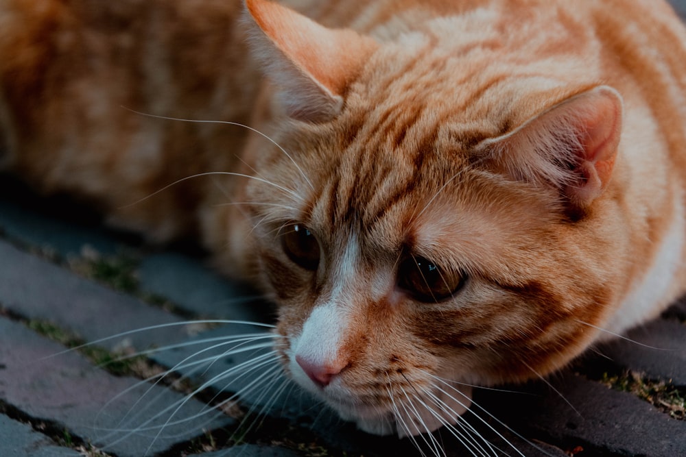 a cat looking at the camera