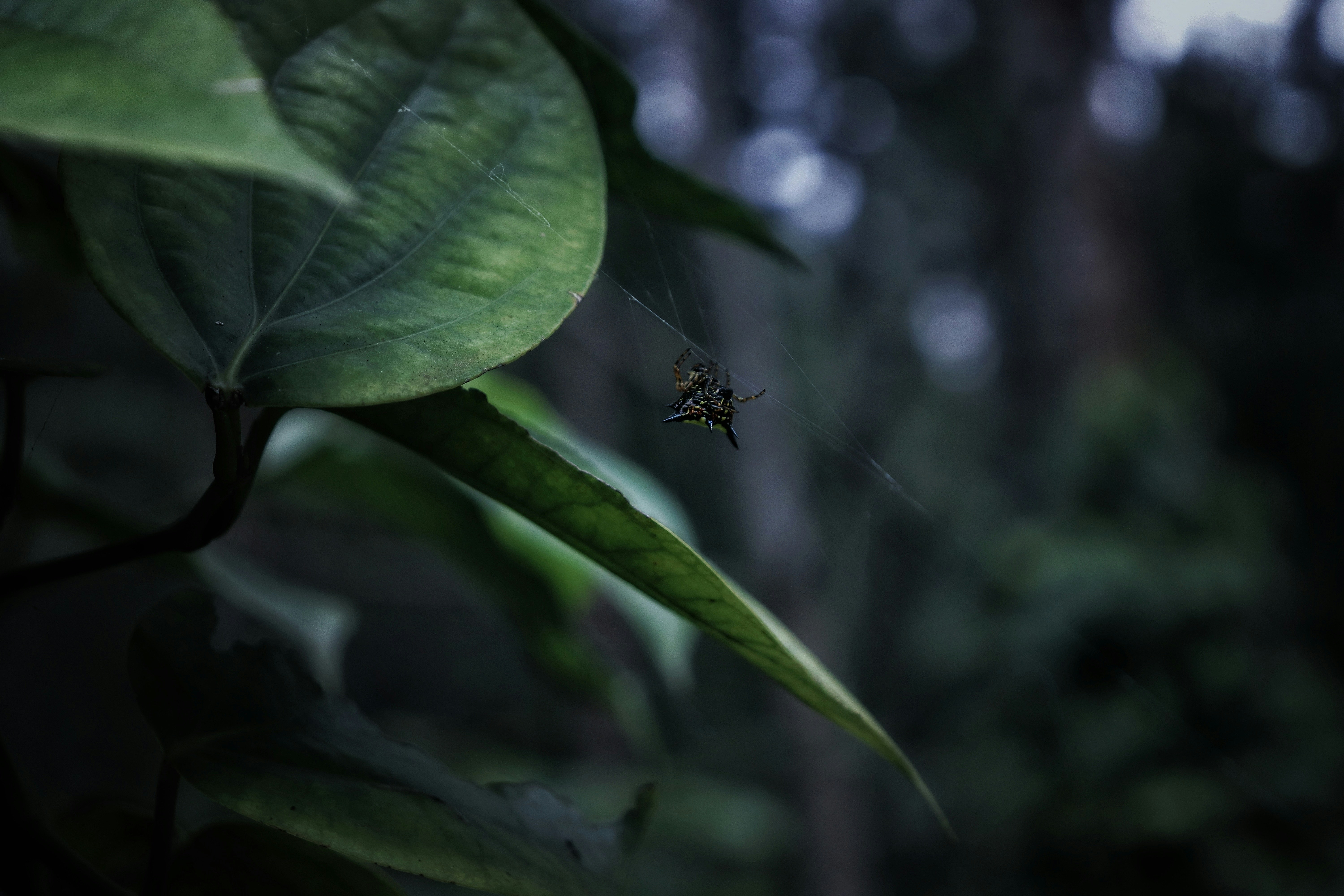 Photo by dharanish_1998