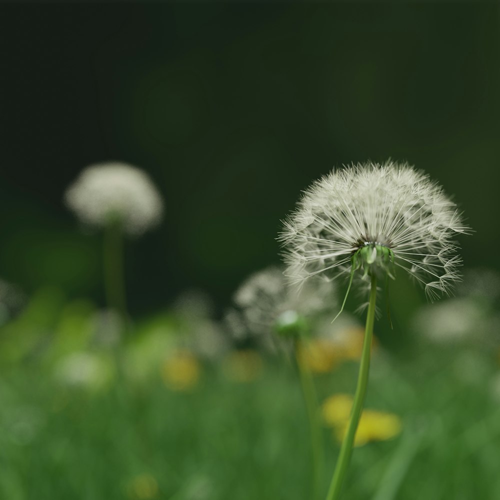 a dandelion flower in the grass