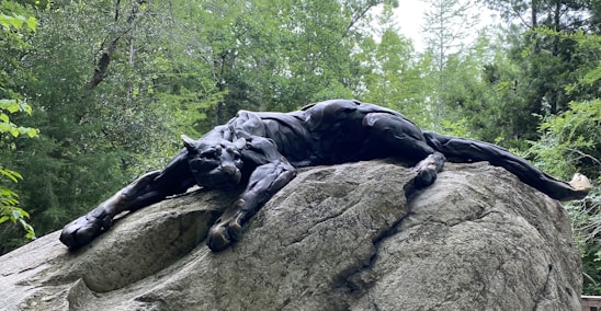 A sleek black panther poised on a rock, symbolizing strength and precision in fitness and scientific research.