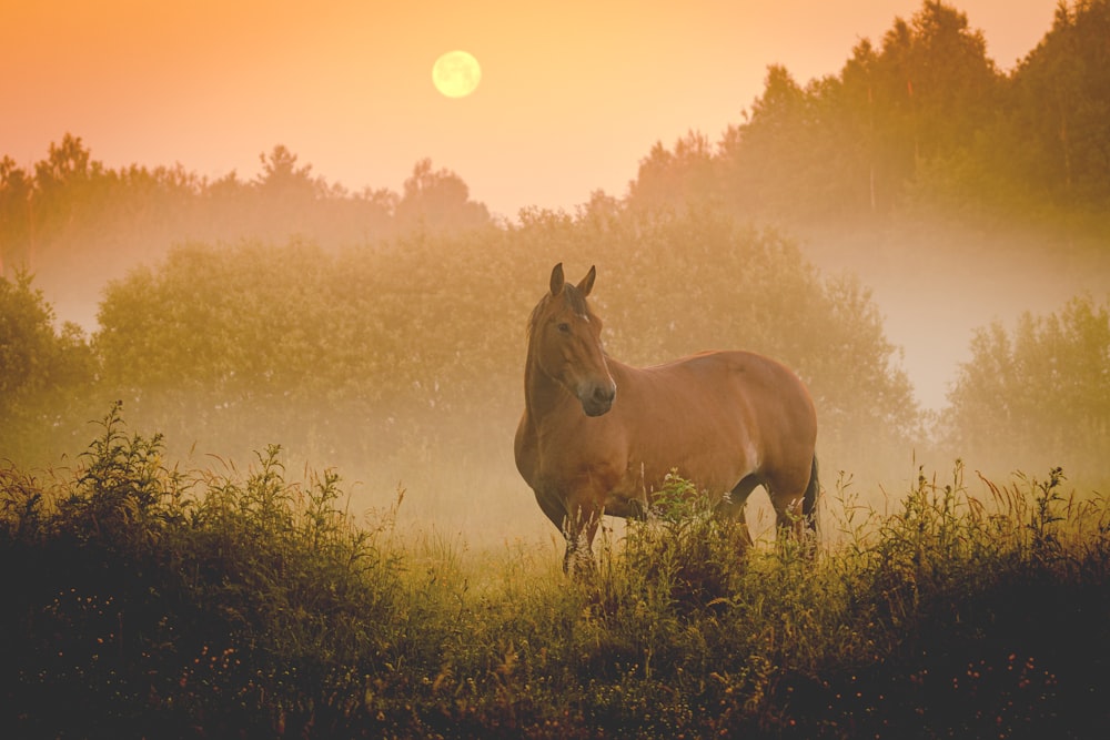 a horse standing in a field