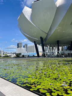 A modern architectural structure with large, petal-like features towers over a pond filled with green lotus leaves and purple blooming flowers. In the background, high-rise buildings are visible under a bright blue sky with some white clouds.