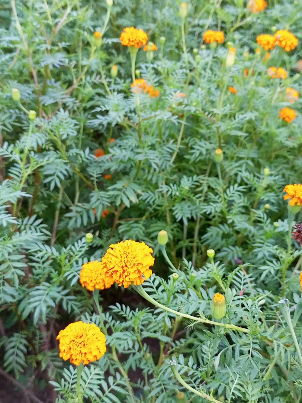 a group of flowers