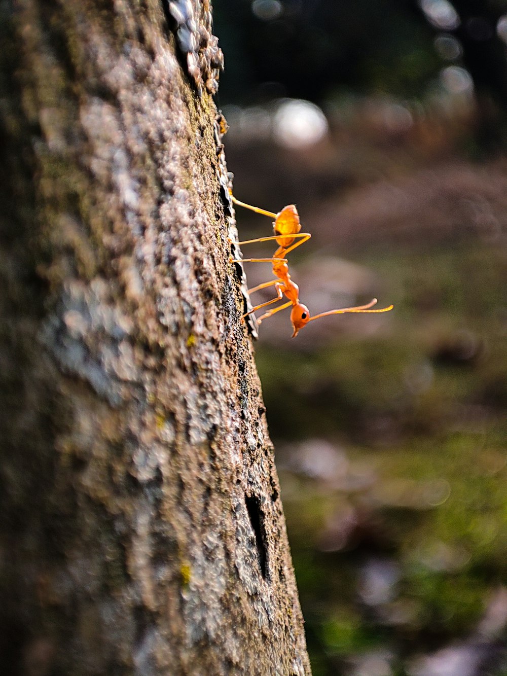 Un insecto en un árbol