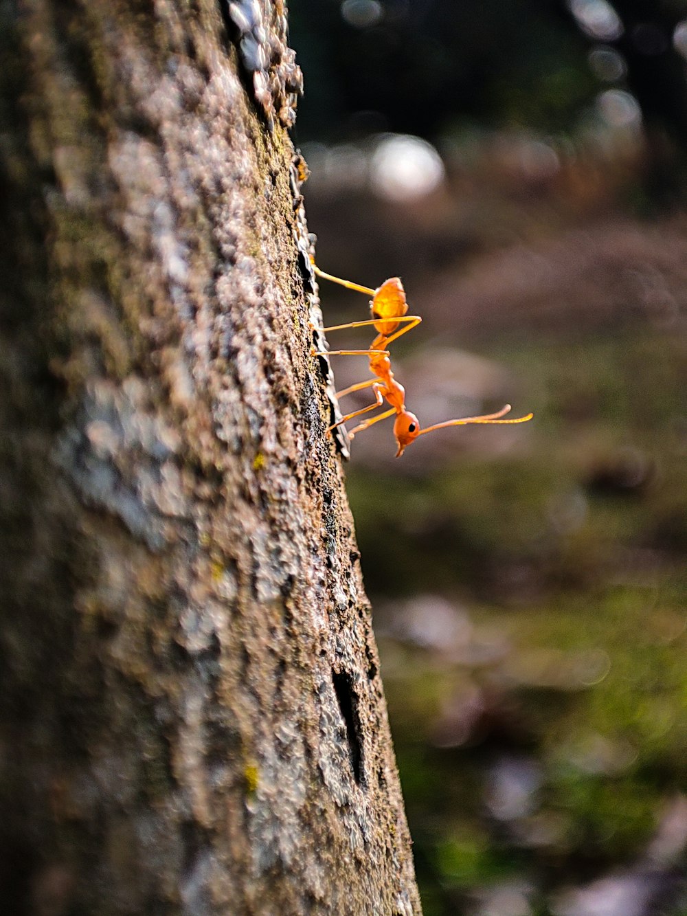 a bug on a tree