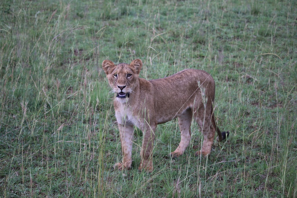 a lion in a grassy field