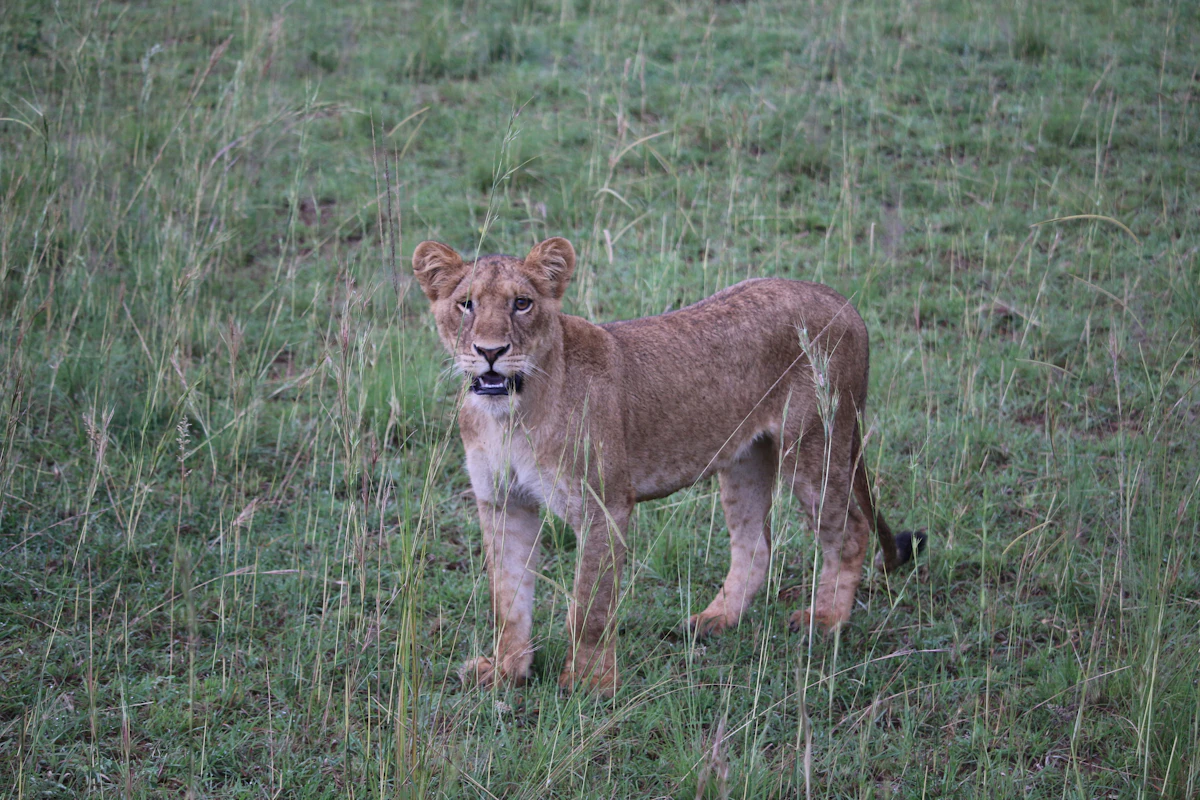 A young lion standing in green grassland in Murchison Falls National Park, Uganda