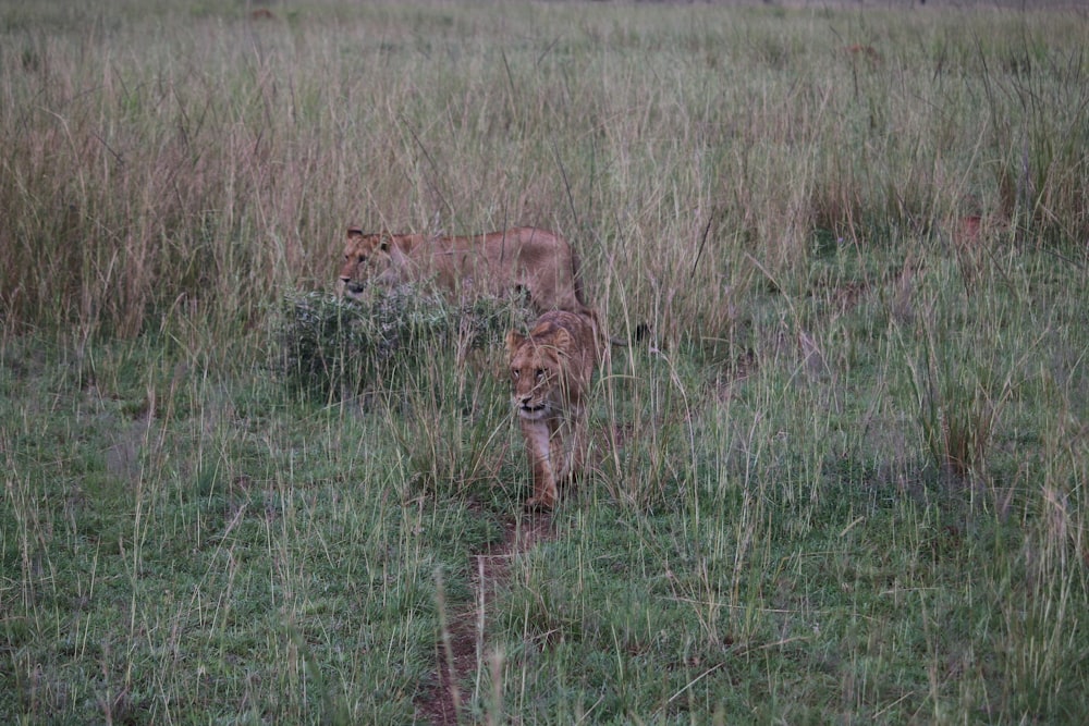 a lion in a grassy field