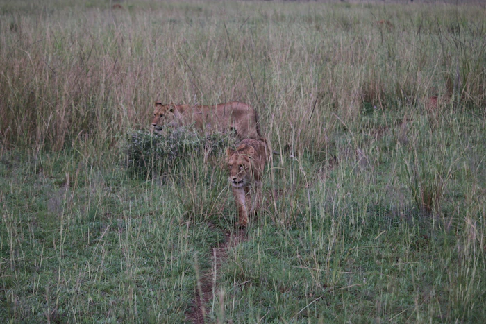 Murchison Falls photo 3