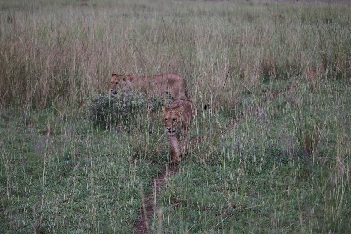 Queen Elizabeth National Park