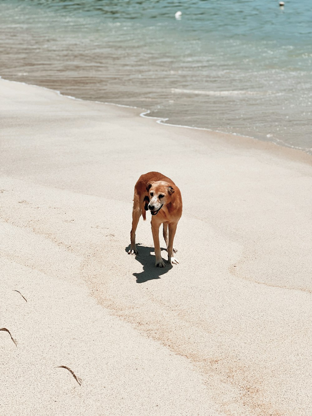 a dog standing on a beach
