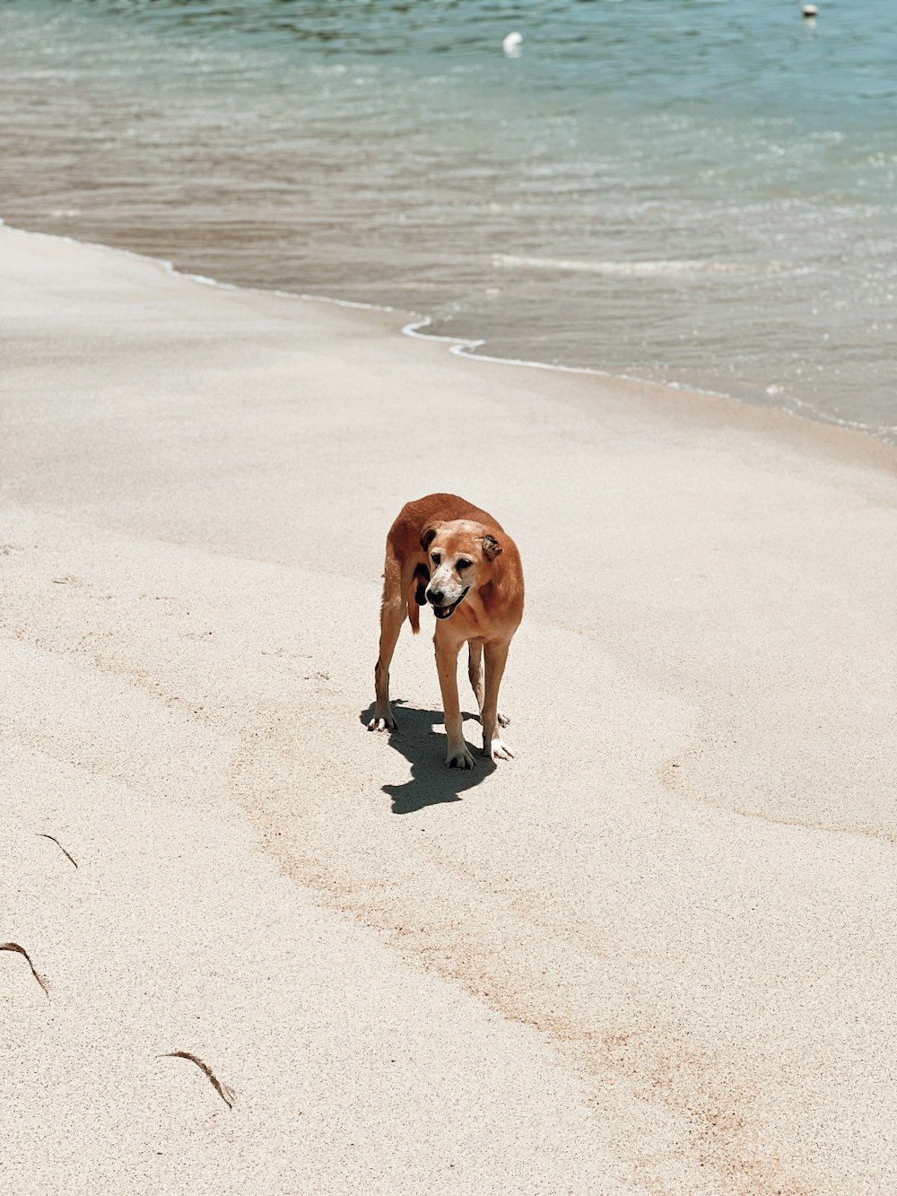 Un perro parado en una playa