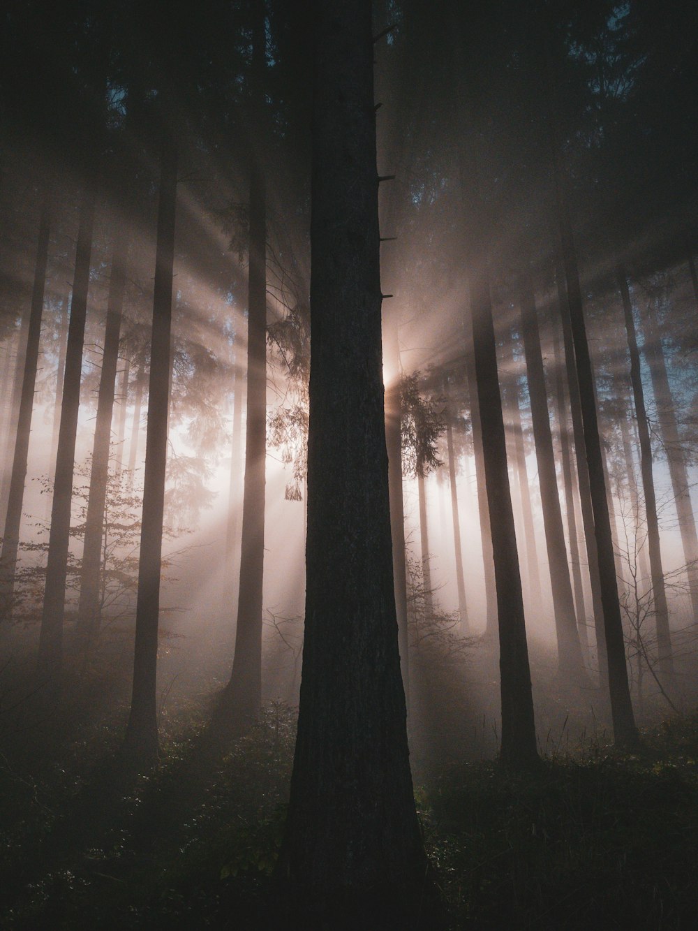 a forest with tall trees