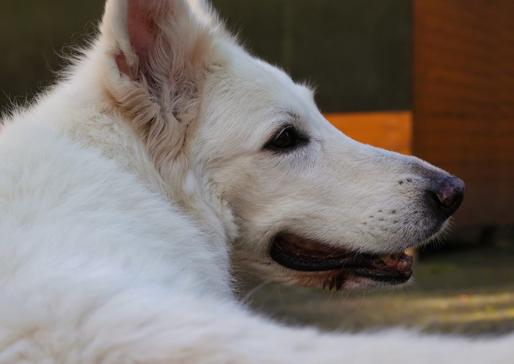 a white dog with a black nose