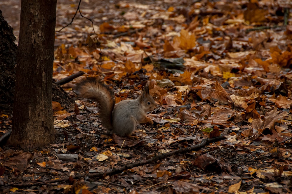 un écureuil debout sur des feuilles