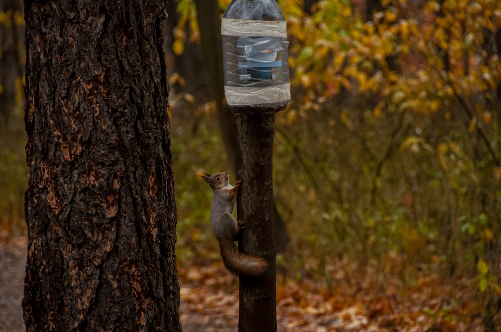 Un écureuil sur un arbre