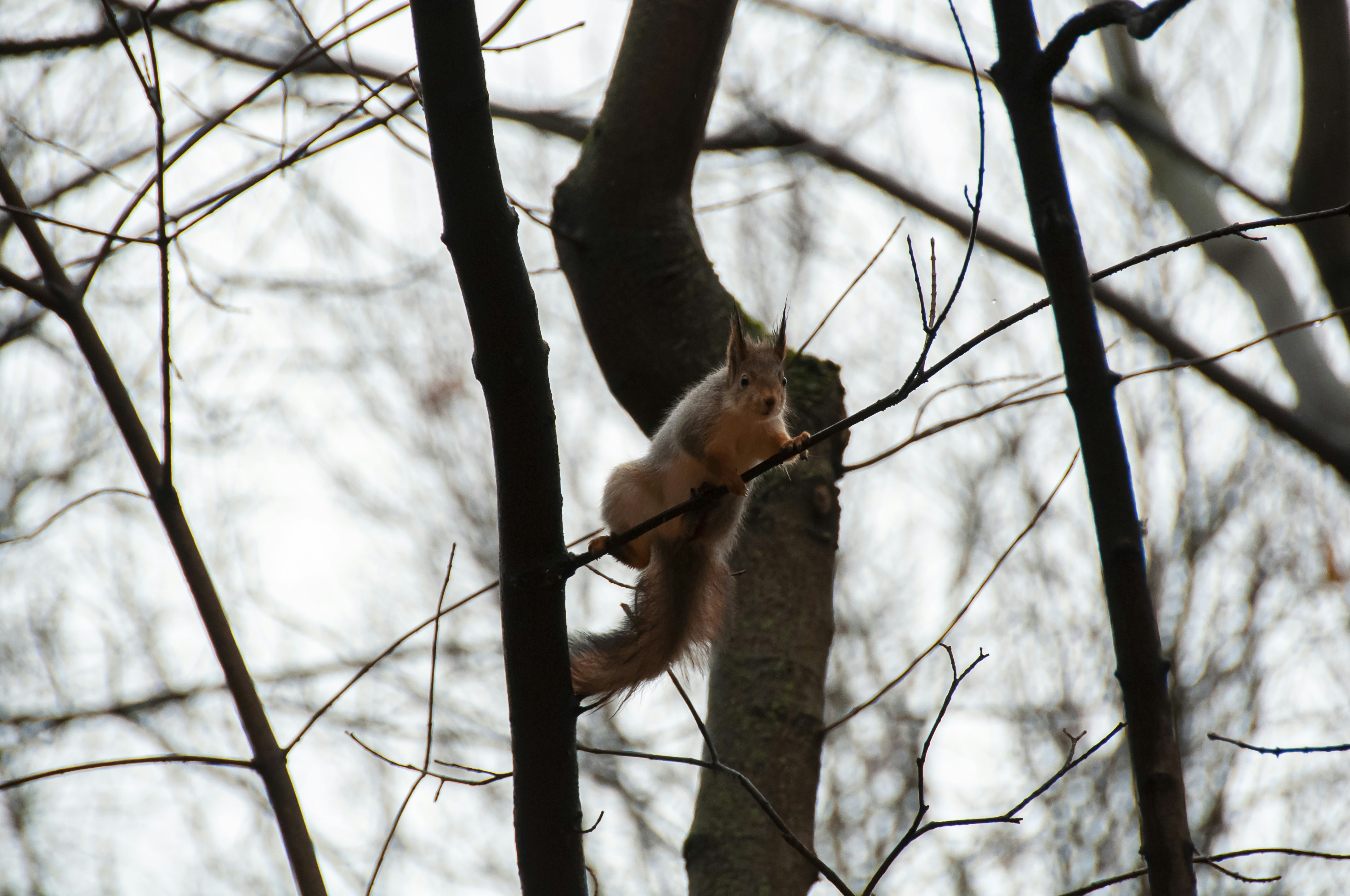 Photo by nikkitenkos