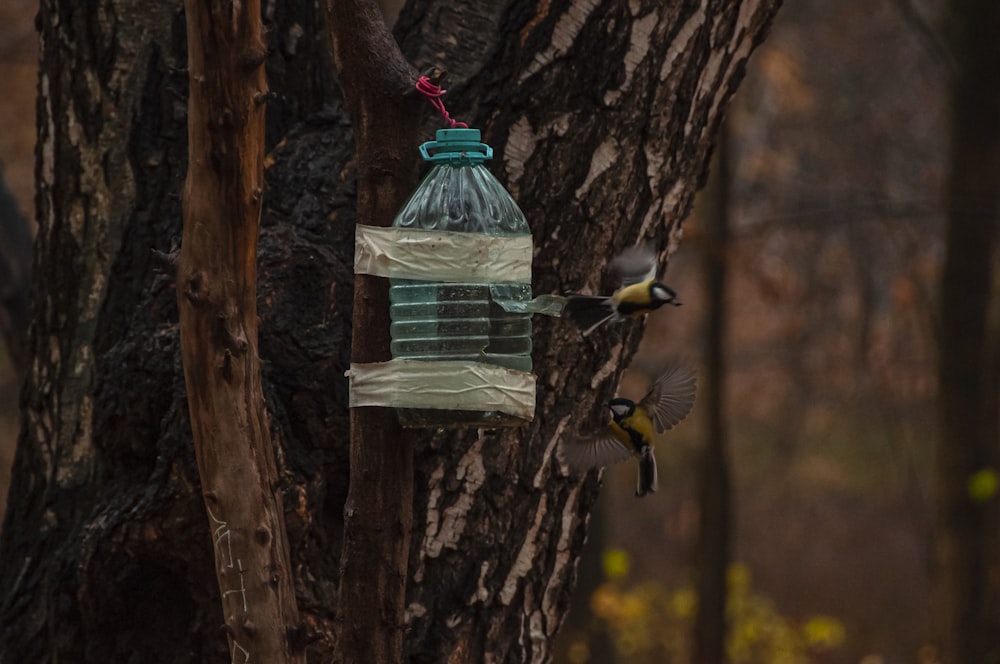 birds eating from a bird feeder