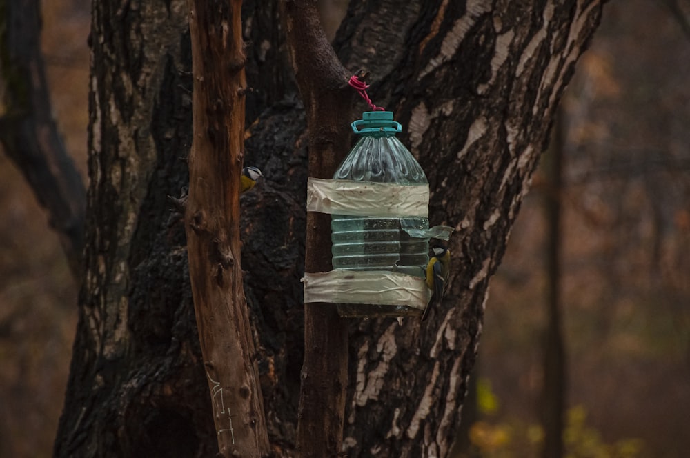 une bouteille d’eau sur un arbre