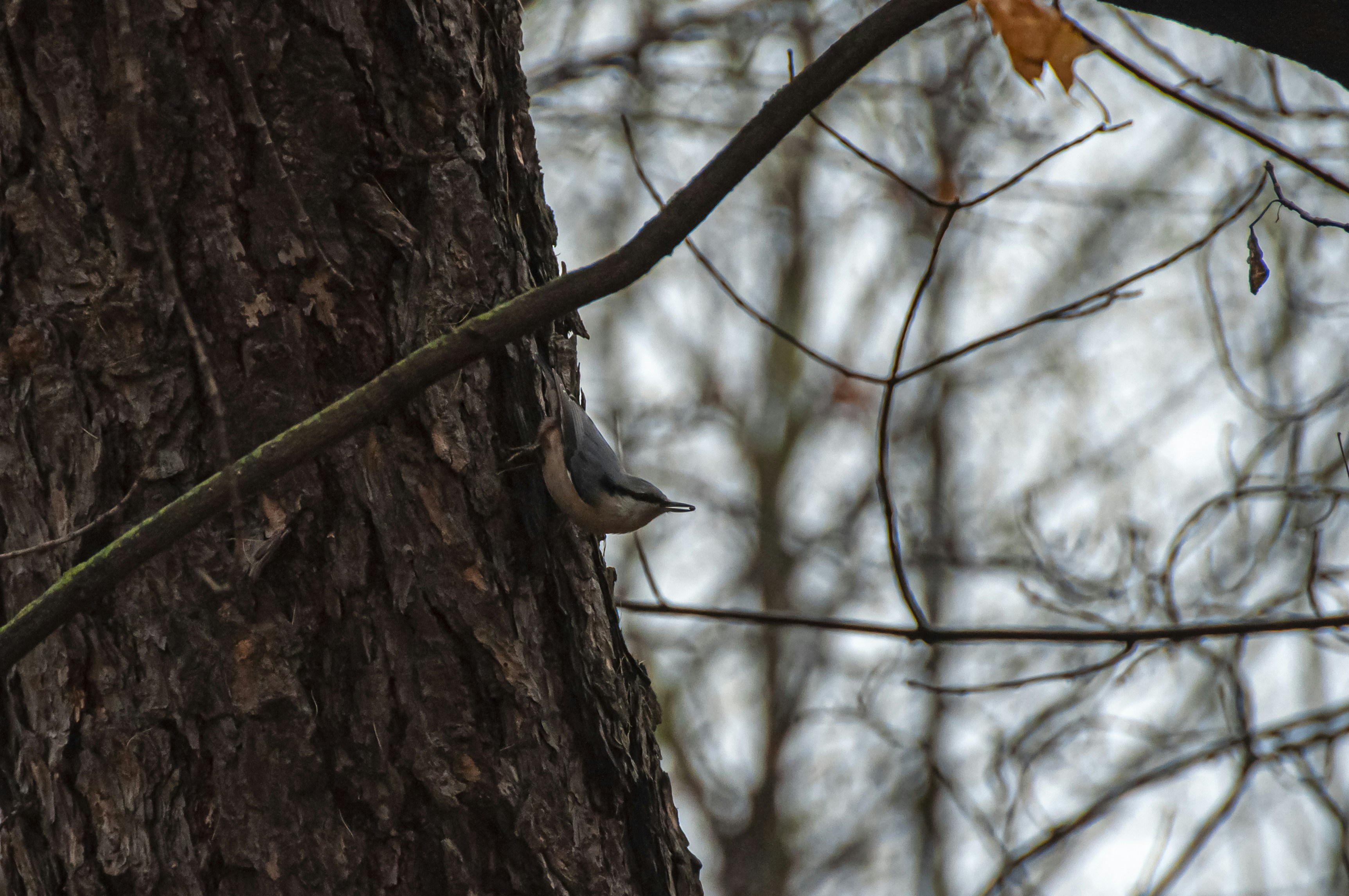 Photo by nikkitenkos