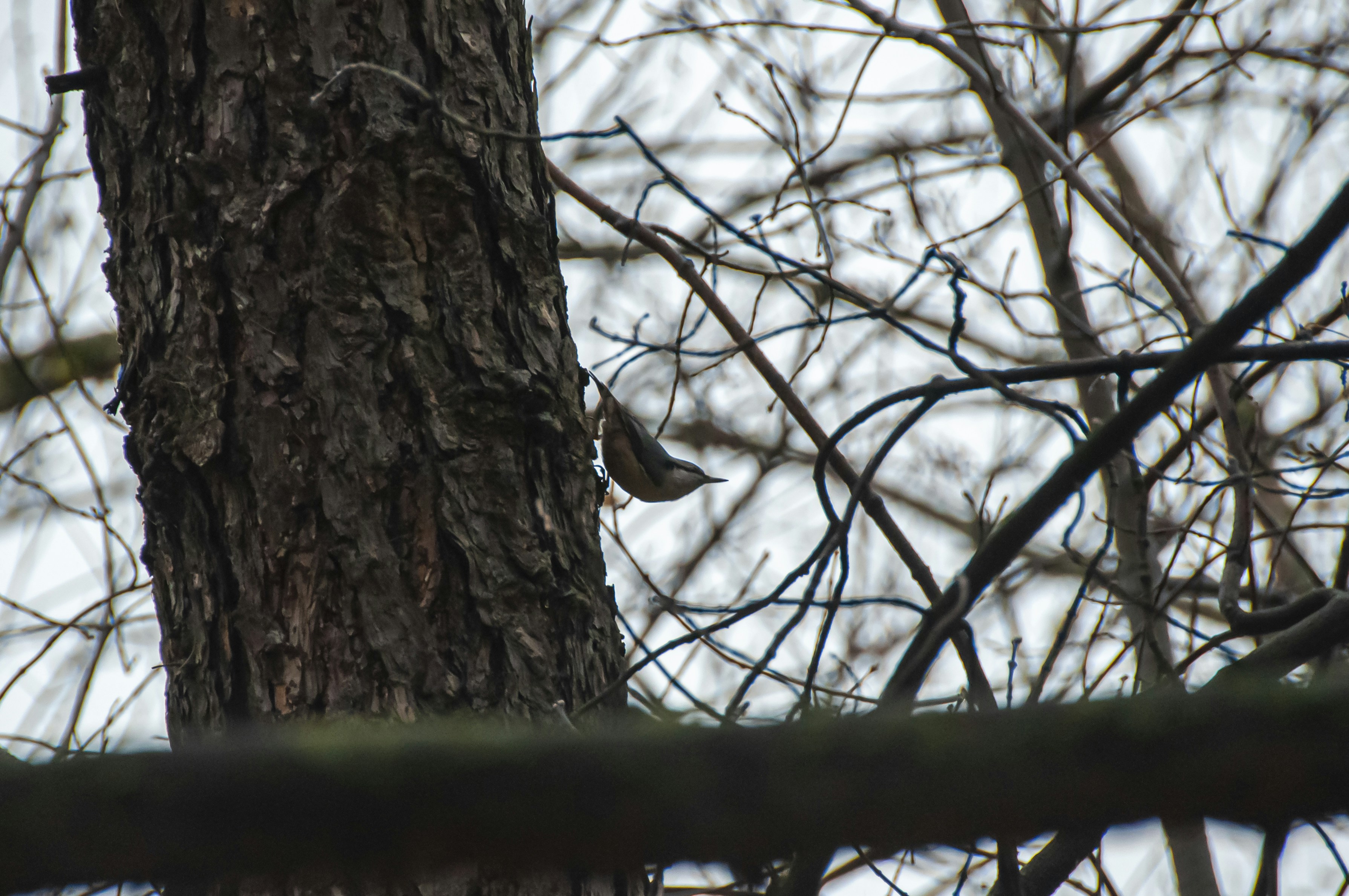 Photo by nikkitenkos