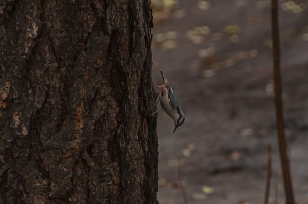 a bug on a tree