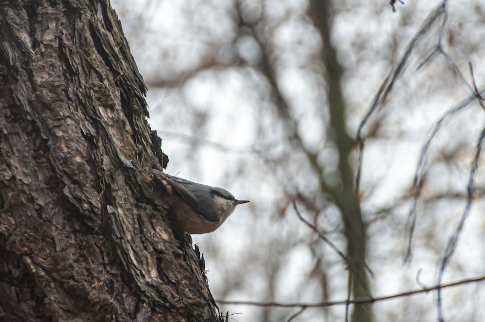 un oiseau perché sur un arbre