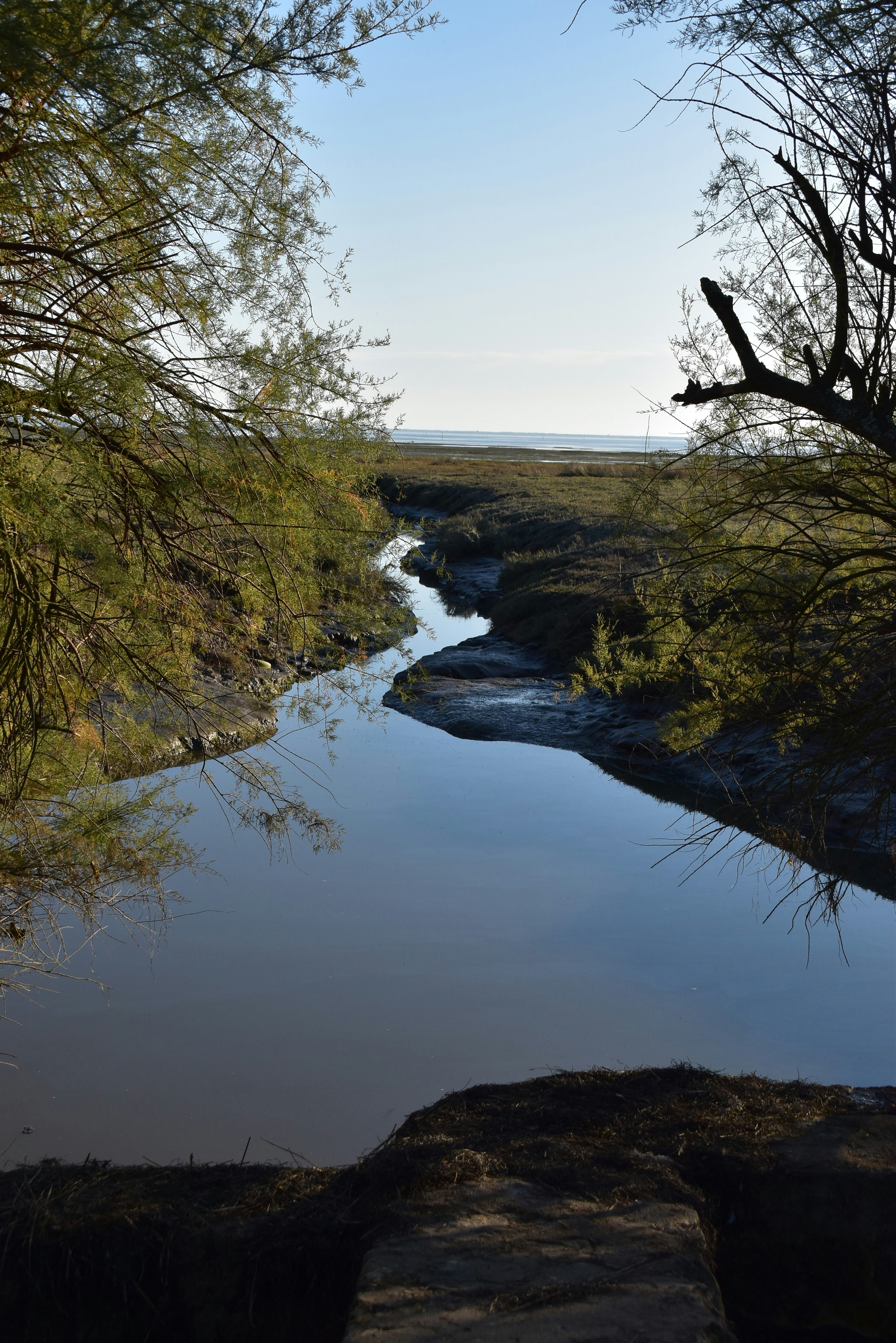 Ein Fluss mit Bäumen an der Seite