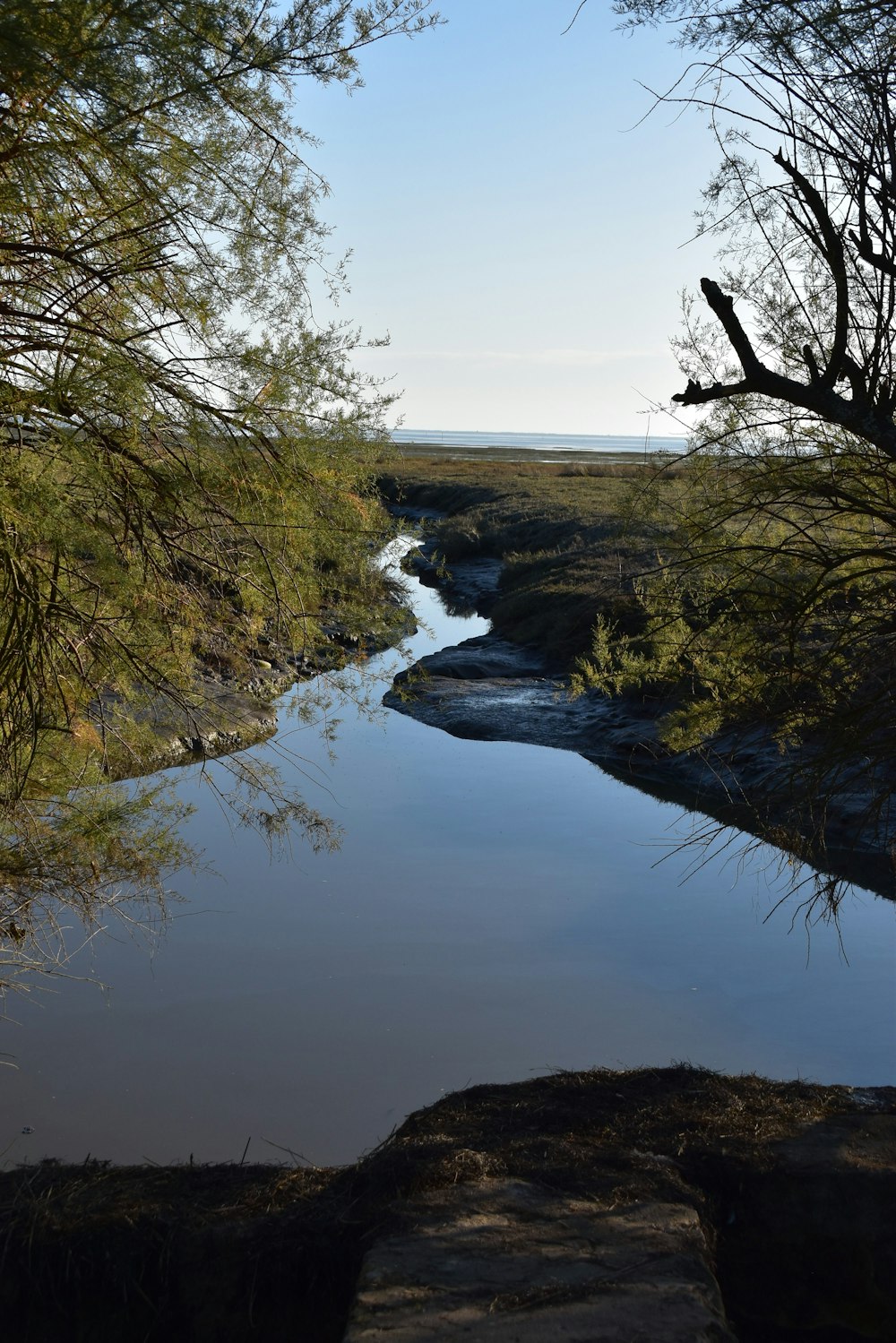 a river with trees on the side