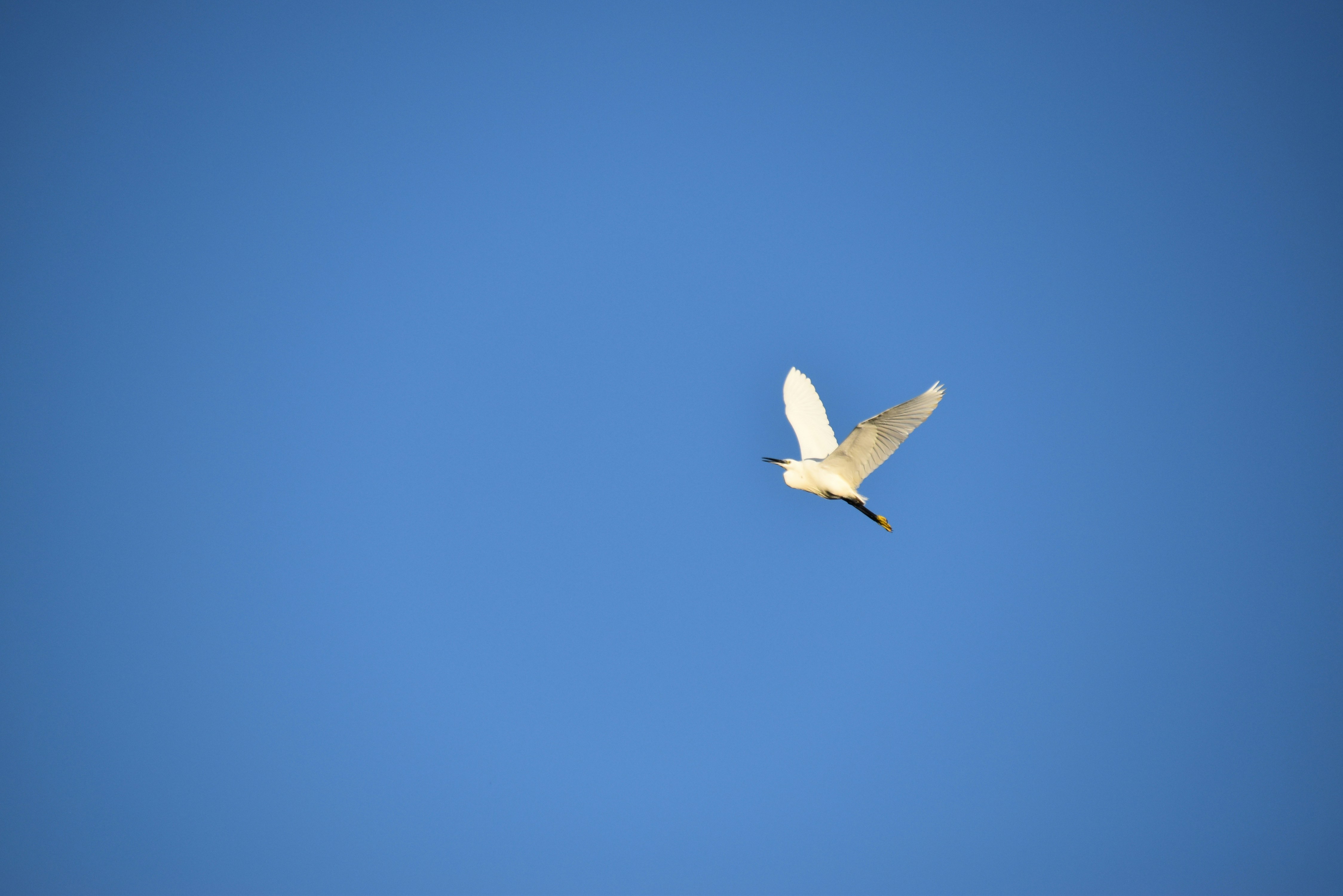 Foto zum Thema Ein Vogel fliegt am Himmel Kostenloses Bild zu AndernoslesBains auf Unsplash