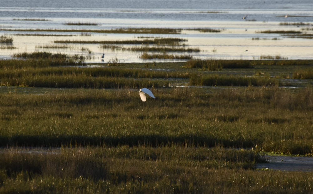 a bird flying over a marsh