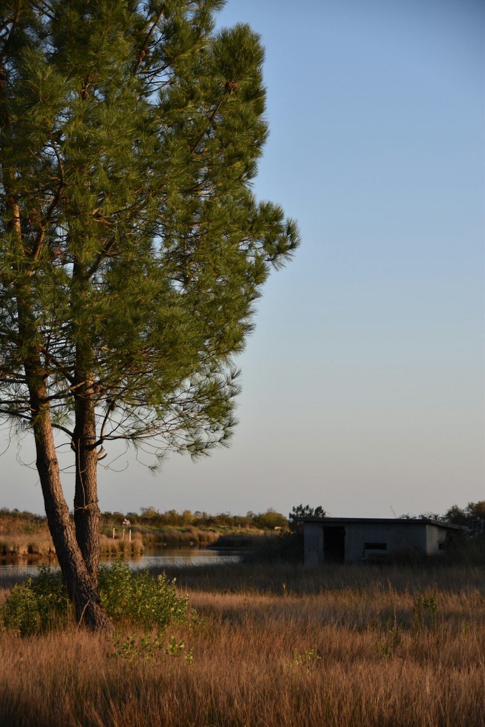 a tree in a field