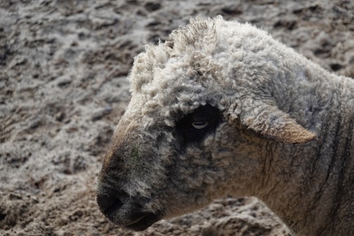 A close-up of a sheep with a thick, curly wool coat. The sheep's face is mostly in profile, showing its eye, nose, and ear. The background consists of a textured, earthy surface.