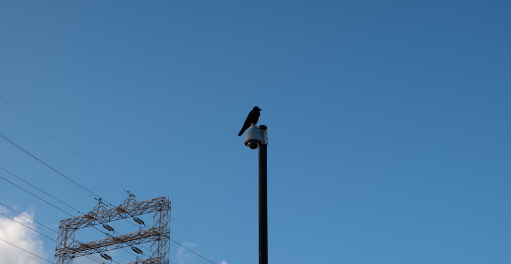 a bird sitting on a pole