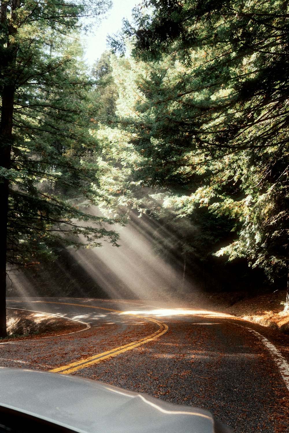 a road with trees on the side