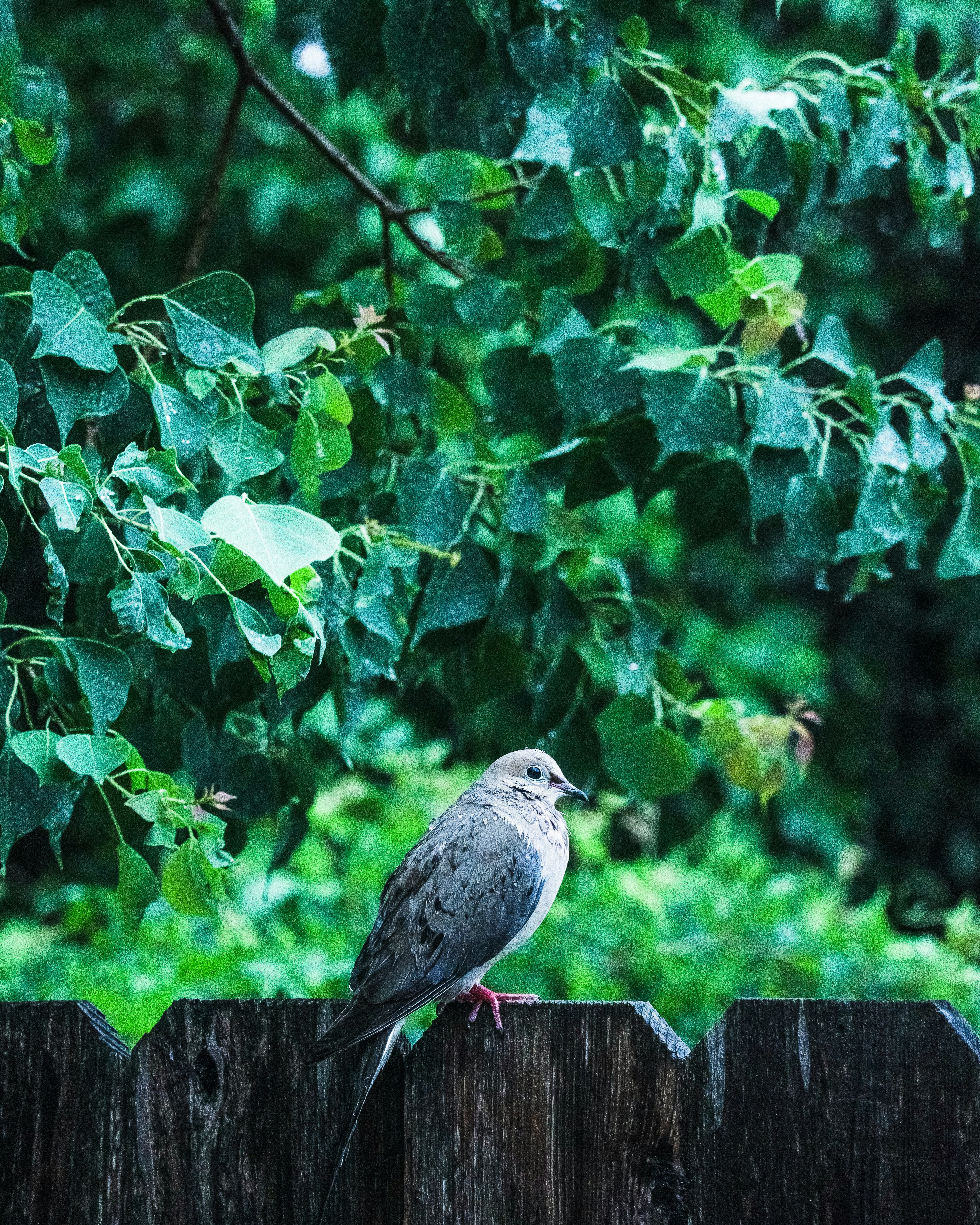 8 Backyard Bird Watching Tips Explaining Why Birds Stay Active in Rain