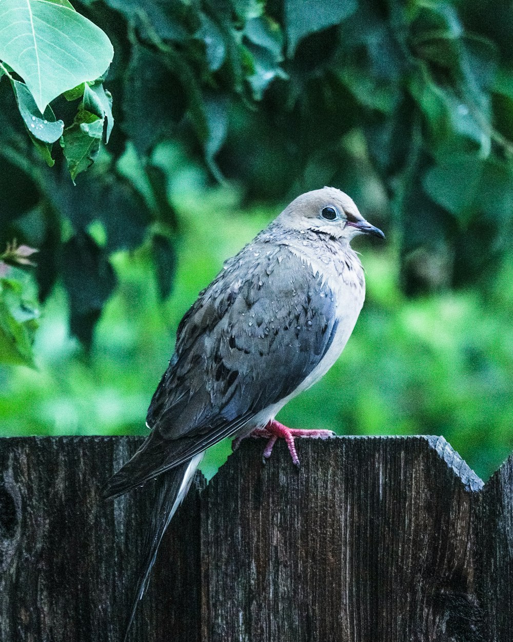 a bird sitting on a wood post