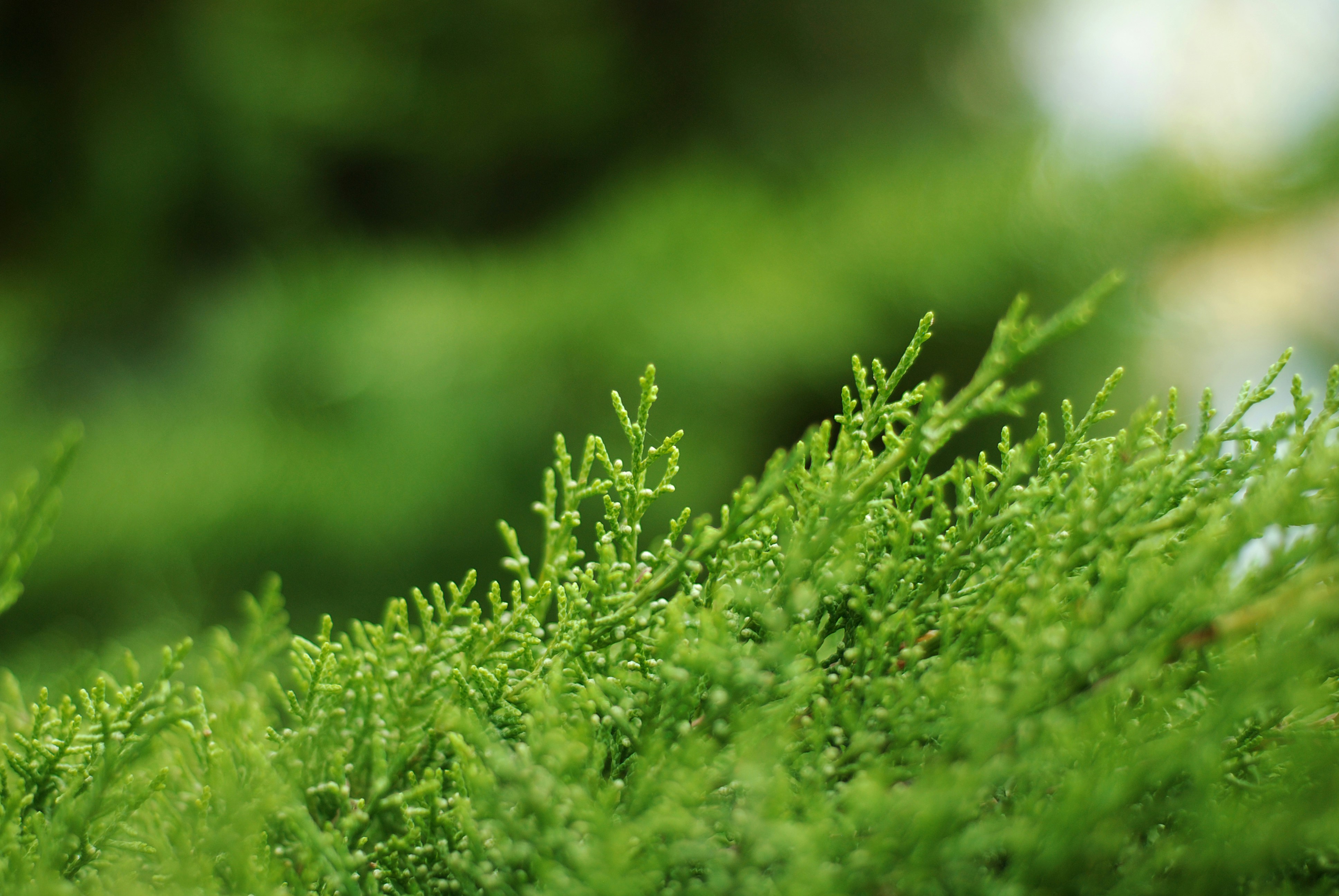 Photo by kovalskihelga