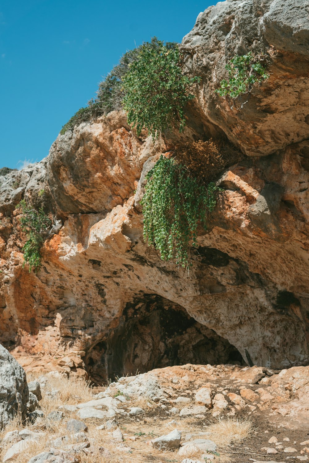 a cave with a few trees