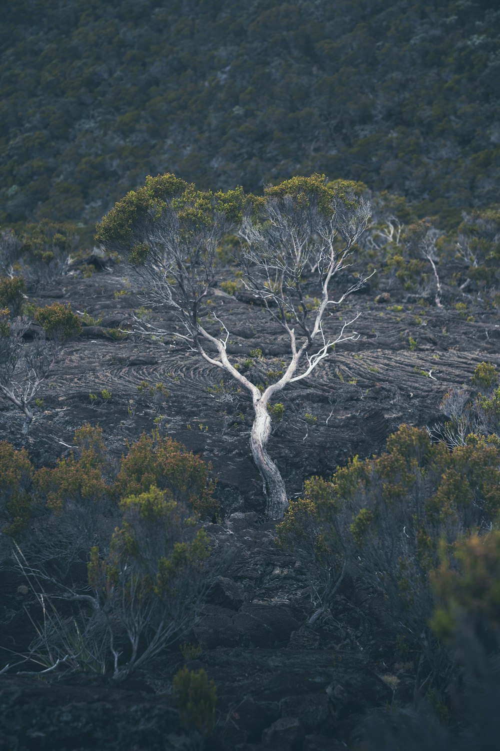 a tree in a forest