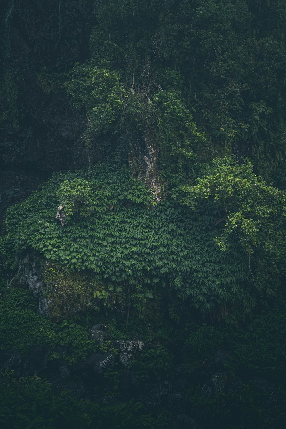 a forest of trees