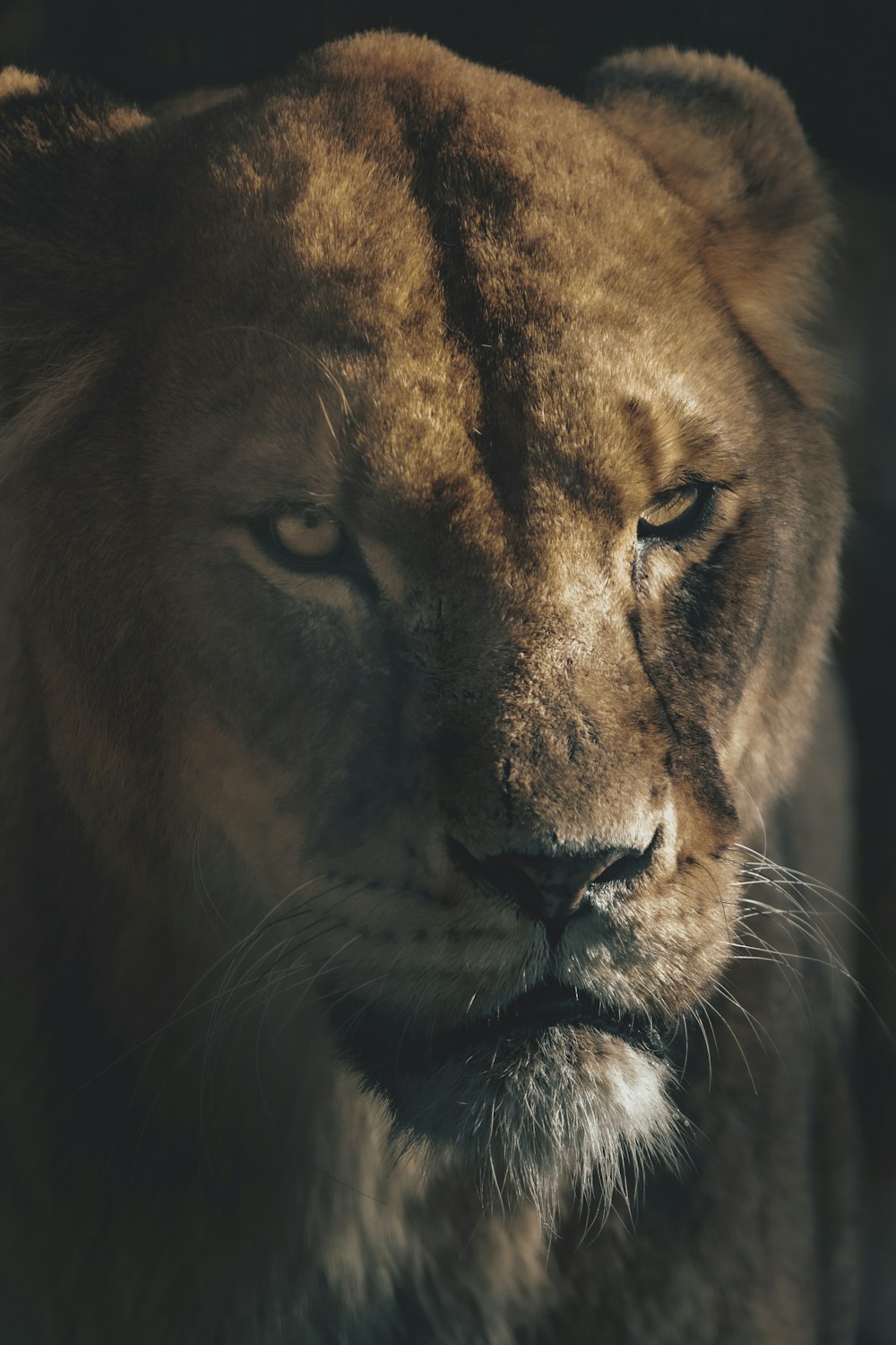 a close up of a lion