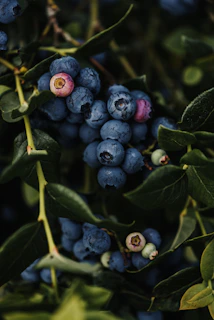 A cluster of fresh blueberries hanging delicately from green leafy branches.
