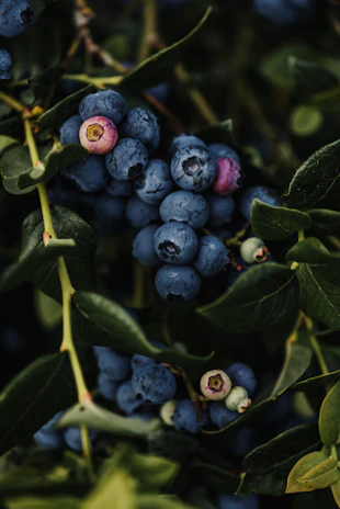 A cluster of fresh blueberries hanging delicately from green leafy branches.