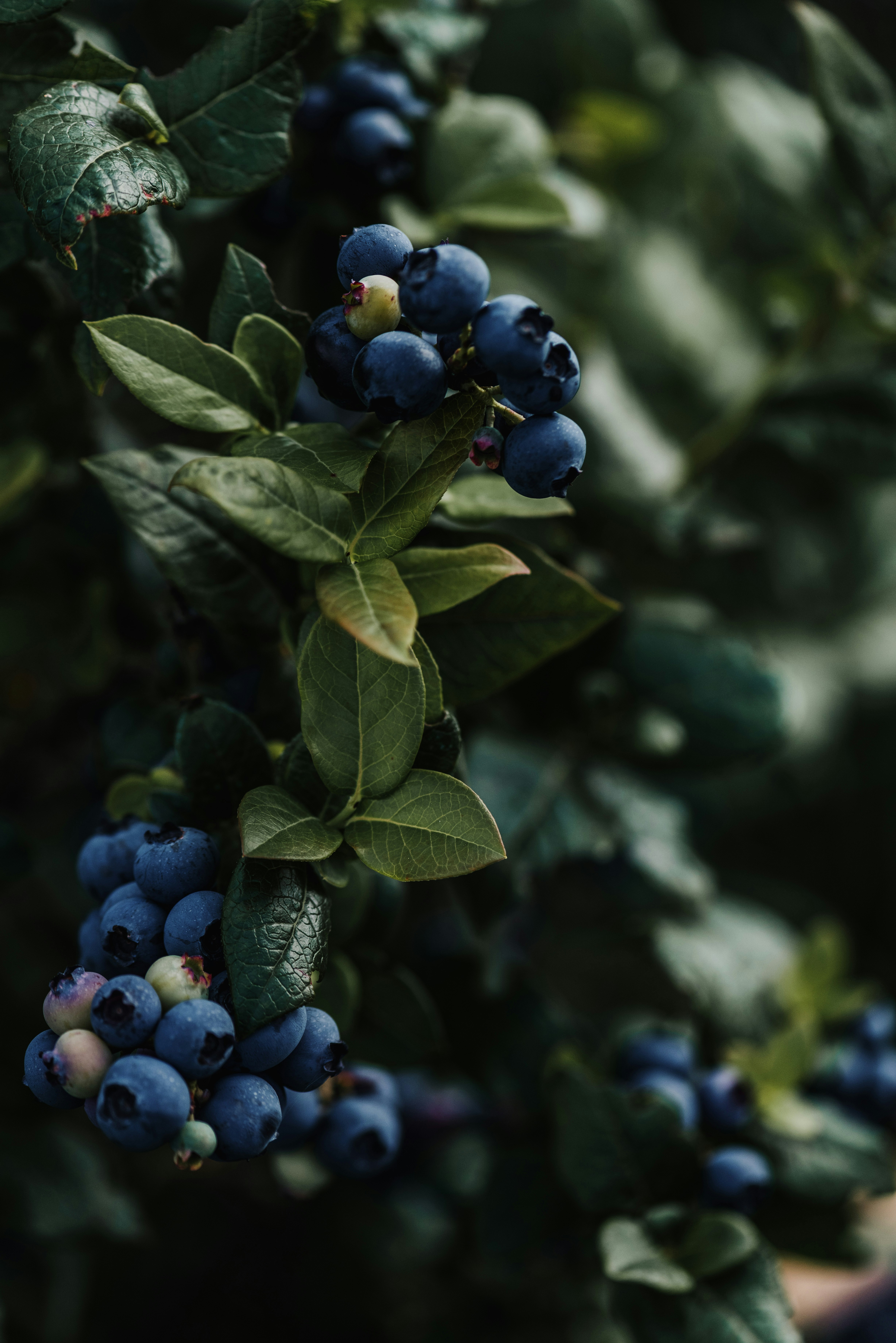 Photo by anitaaustvika