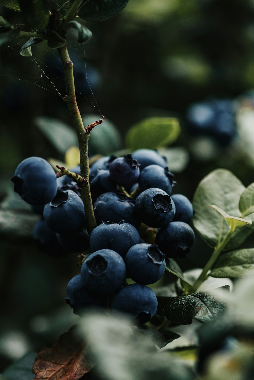 a close up of some berries